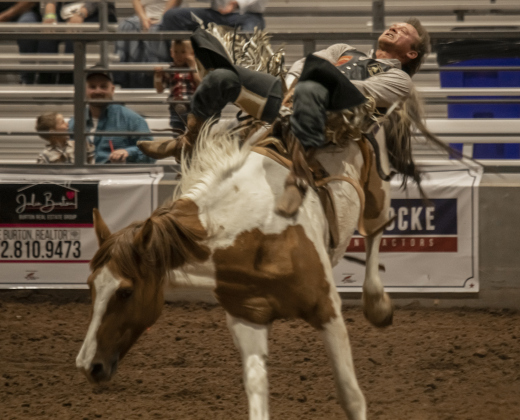 Zach Hibler of Wheeler, Texas competes in Bareback Riding  at the Williamson County Fair Rodeo  on Friday, October 25, 2024.    Photo by Andy Sharp.
