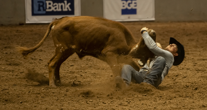 Jacob Daniell of Cisco, Texas competes in Steer Wrestling at the Williamson County Fair Rodeo  on Friday, October 25, 2024.  Photo by Andy Sharp.