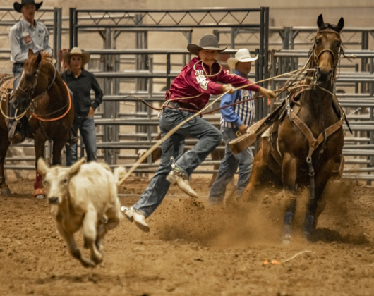 Shane Smith of Stephenville, Texas competes in Tie Down Roping at the Williamson County Fair Rodeo  on Friday, October 25, 2024.   Photo by Andy Sharp.
