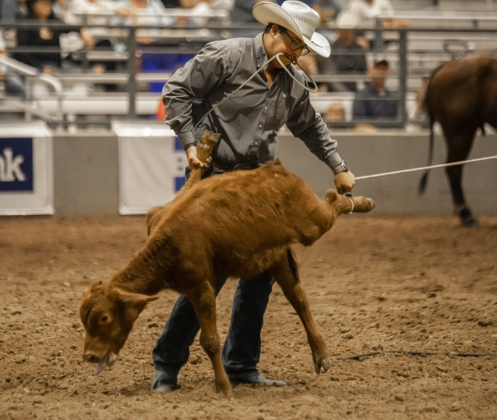 Chase Butterfield of Huntsville, Texas competes in Tie Down Roping  at the Williamson County Fair Rodeo  on Friday, October 25, 2024.     Photo by Andy Sharp.