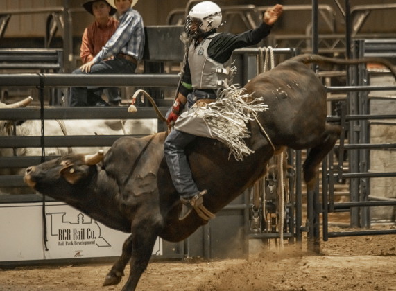 Kaue Flora of Gainesville, Texas competes in Bull Riding at the Williamson County Fair Rodeo  on Friday, October 25, 2024.   Photo by Andy Sharp.