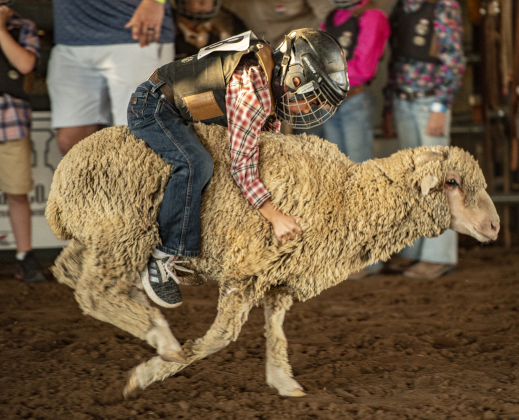 6-year-old Boone Reinke competes in Mutton Bustin' at the Williamson County Fair Rodeo  on Friday, October 25, 2024. Boone won first place in the competition.     Photo by Andy Sharp. 