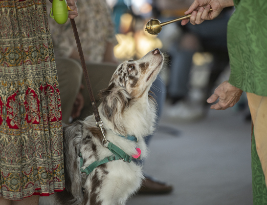 Cammie, an Australian Shepherd owned by Lorraine Brady,  is bestowed a blessing by The Reverend Mary Ann Huston during the Grace Episcopal Church Blessing of the Animals service held at San Gabriel Park on Sunday, October 6, 2024.   Photo by Andy Sharp.