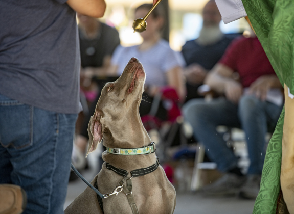 Jake, owned by Rob and Laura Broussard, is bestowed a blessing by The Reverend Mary Ann Huston during the Grace Episcopal Church Blessing of the Animals service held at San Gabriel Park on Sunday, October 6, 2024.   Photo by Andy Sharp.