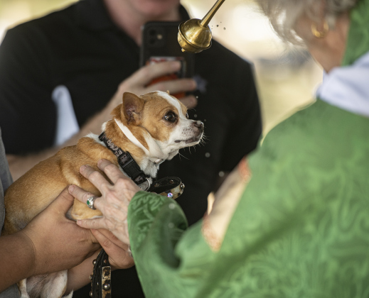Max, a chihuahua with Nolan Hagy, 15, is bestowed a blessing by The Reverend Mary Ann Huston during the Grace Episcopal Church Blessing of the Animals service held at San Gabriel Park on Sunday, October 6, 2024.   Photo by Andy Sharp.