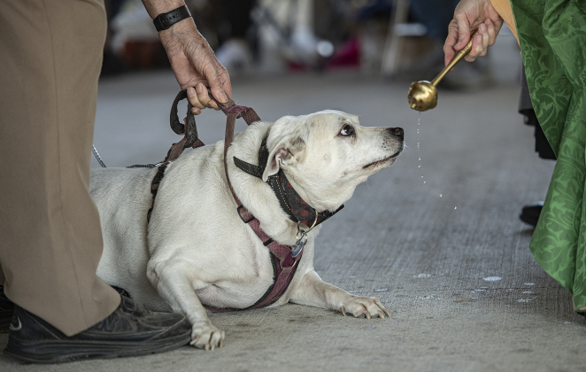 Buster, now 14-years-old, is seen with his owner Hal Liberty as he  is bestowed a blessing by The Reverend Mary Ann Huston during the Grace Episcopal Church Blessing of the Animals service held at San Gabriel Park on Sunday, October 6, 2024.   Photo by Andy Sharp.