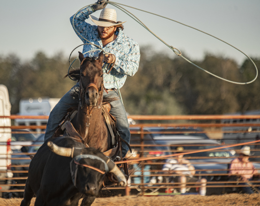 Joey Girvan takes part in Team Roping at the 31st Annual Clayman Rodeo on Saturday, October 5, 2024.  Held at Windsong Farm, the rodeo was founded by Kelly and Jim Bob Clayman.    Photo by Andy Sharp.