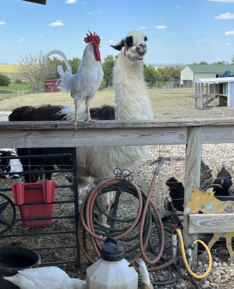 Jacopo the lama, is the herd guard, he protects against coyotes and other predators. The farm is home to chickens, goats, sheep, dogs, cats, turkeys, bunnies, geese, ducks, sheep, a tortoise, a python, honey bees and guinea fowl.
