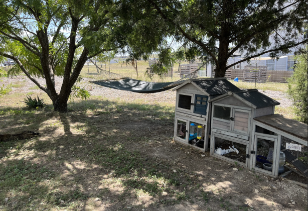 Bunny house, next to a hammock.