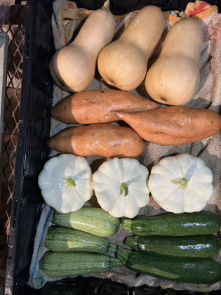 The Schiller’s vegetables took home plenty of awards. Their produce can be bought at the farmers market in Taylor.