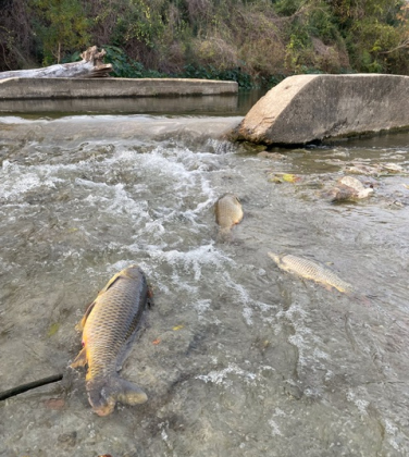Largemouth bass and common carp float belly up in the San Gabriel River on November 27. About 100 fish were reported dead by the Texas Commission of Environmental Quality, which is still investigating the cause of death. Photo courtesy of Mark Shepherd. 