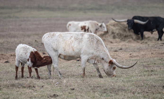 Texas Longhorn calf nurses along County Road 417  on Wednesday, January 8, 2025.   Photo by Andy Sharp.  