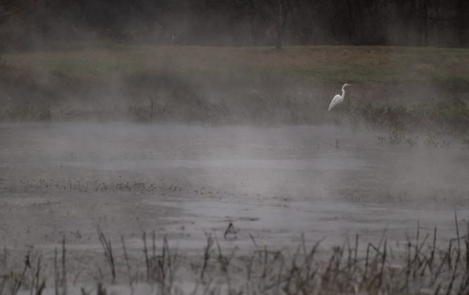 A Great Egret searches the smoky-looking pond at Berry Springs Park &amp; Preserve on a cold, wet and misty  Thursday, January 9, 2025.   Photo by Andy Sharp.