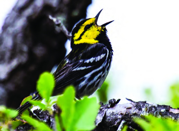 Golden-cheeked warbler (Sun Archive)