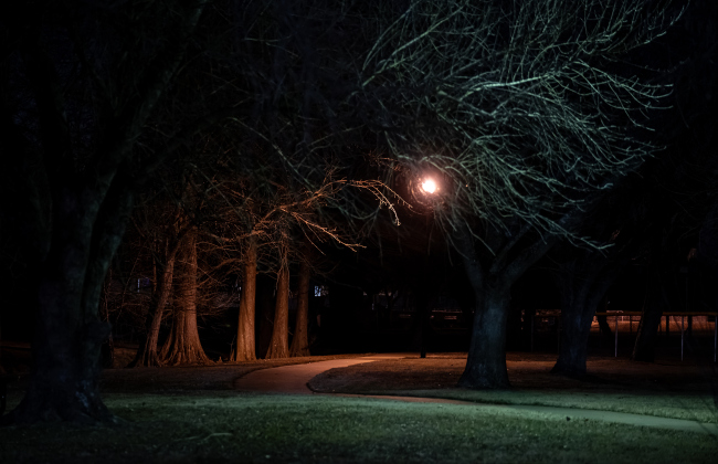 Trees in TaylorÕs Bull Branch Park are highlighted by warm walking trail lights  in the early-evening hours  on Friday, January 24, 2025.  Photo by Andy Sharp.