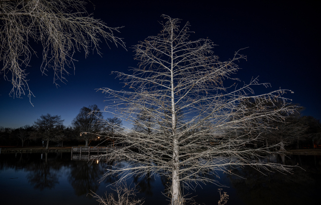 Taylor's Bull Branch Park is seen in the early-evening hours  on Friday, January 24, 2025.  Bull Branch Creek flows through the park, at one point offering a pond before proceeding to Murphy Park and beyond.  Cypress trees have taken on their winter look for a while.    Photo by Andy Sharp.