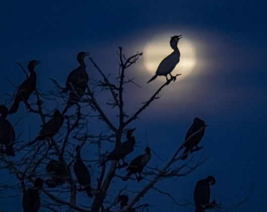 Cormorants gather at Murphy Park's rookery as a full moon wanders in and out of clouds on Thursday evening, March 13, 2025.  Photo by Andy Sharp. 