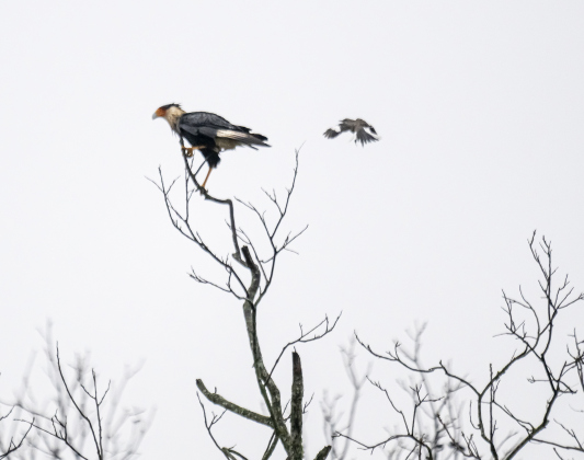 A Crested CaraCara fends off a mockingbird along North Towns Mill Road on Thursday, March 27, 2025.  The small bird was likely defending its nest.  Photo by Andy Sharp. 