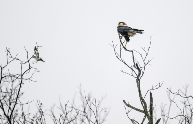 A Crested CaraCara fends off a mockingbird  along North Towns Mill Road on Thursday, March 27, 2025.  The small bird was likely defending its nest.  Photo by Andy Sharp.