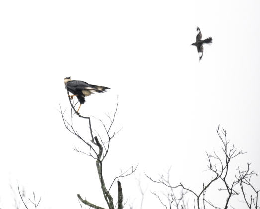 A Crested CaraCara fends off a mockingbird  along North Towns Mill Road on Thursday, March 27, 2025.  The small bird  was likely defending its nest.  Photo by Andy Sharp.