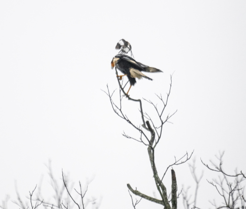 A Crested CaraCara fends off a mockingbird along North Towns Mill Road on Thursday, March 27, 2025.  The small bird was likely defending its nest.  Photo by Andy Sharp.