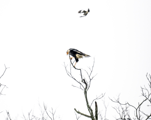 A Crested CaraCara fends off a  mockingbird along North Towns Mill Road on Thursday, March 27, 2025.  The small bird was likely defending its nest.  Photo by Andy Sharp.