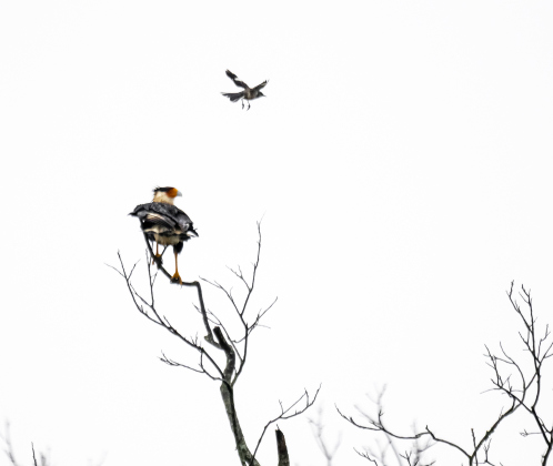 A Crested CaraCara fends off a mockingbird along North Towns Mill Road on Thursday, March 27, 2025.  The small bird was likely defending its nest.  Photo by Andy Sharp.
