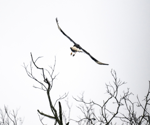 A Crested CaraCara heads for safer space after fending  off a mockingbird  along North Towns Mill Road on Thursday, March 27, 2025.  The small bird was likely defending its nest.  Photo by Andy Sharp.