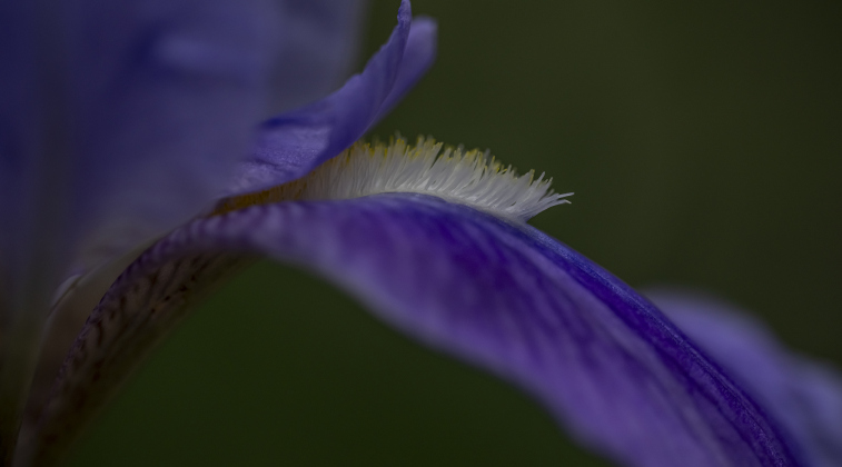 An Iris shows off its colors.