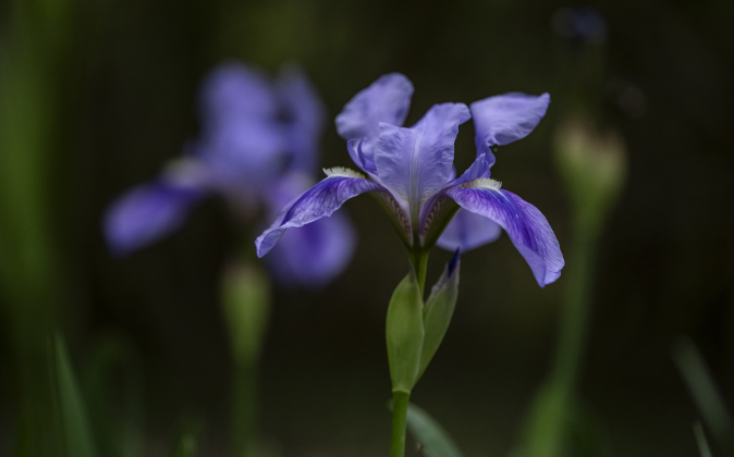 Iris plants are thriving  at Our Lady of the Rosary Cemetery and Prayer Gardens .