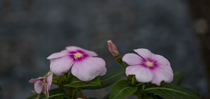 Madagascar Periwinkle grow near a gravestone at Our Lady of the Rosary Cemetery and Prayer Gardens on Wednesday, March 26, 2025.        Photo by Andy Sharp.