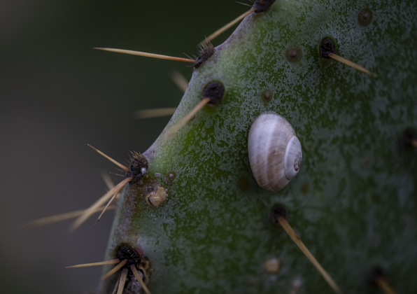 A snail attaches itself to a cactus at Our Lady of the Rosary Cemetery and Prayer Gardens on Wednesday, March 26, 2025.