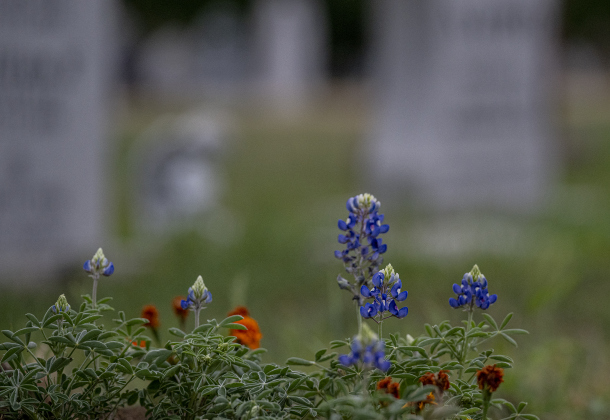 Bluebonnets are beginning to grow at Our Lady of the Rosary Cemetery and Prayer Gardens on Wednesday, March 26, 2025.  Other Spring flowers are making an appearance here as well.      Photo by Andy Sharp.  