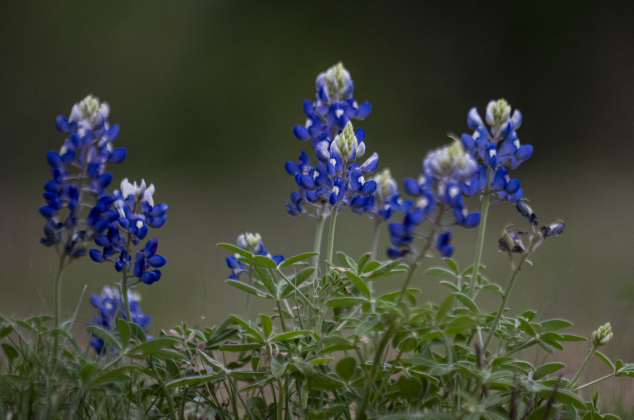 Bluebonnets are beginning to grow at Our Lady of the Rosary Cemetery and Prayer Gardens on Wednesday, March 26, 2025.    Photo by Andy Sharp.