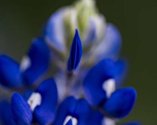 Bluebonnets are beginning to grow at Our Lady of the Rosary Cemetery and Prayer Gardens on Wednesday, March 26, 2025.    Photo by Andy Sharp.
