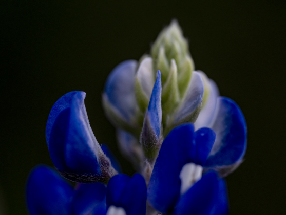 Bluebonnets are beginning to grow at Our Lady of the Rosary Cemetery and Prayer Gardens on Wednesday, March 26, 2025.    Photo by Andy Sharp.