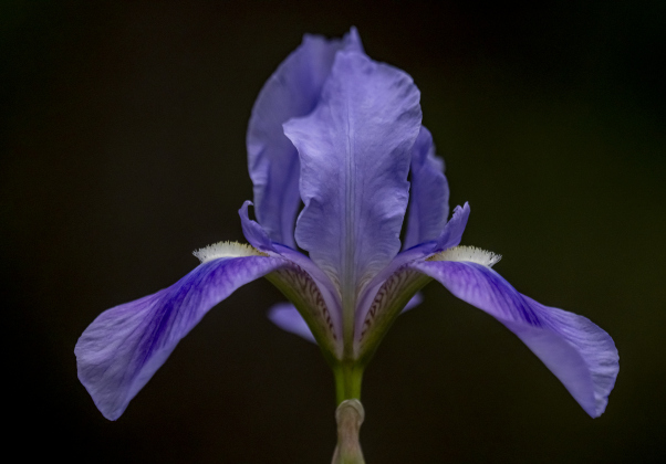 An Iris blooms  at Our Lady of the Rosary Cemetery and Prayer Gardens.