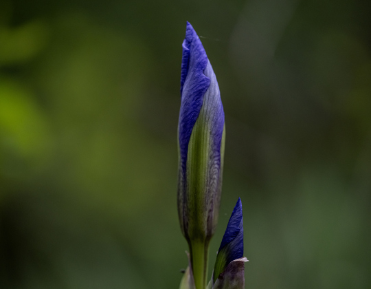 Iris are nearly ready to bloom  at Our Lady of the Rosary Cemetery and Prayer Gardens on Wednesday, March 26, 2025.
