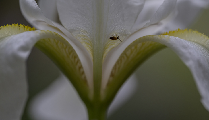 An insect spends time on an Iris at Our Lady of the Rosary Cemetery and Prayer Gardens.