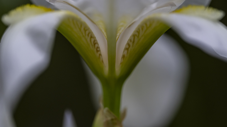 An Iris blooms  at Our Lady of the Rosary Cemetery and Prayer Gardens.