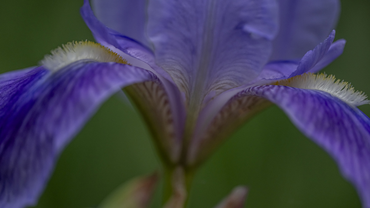 An Iris shows off its colors.