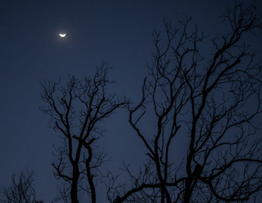 A Waxing Crescent moon,  at 33% visibility, appears over trees at Berry Springs Park and Preserve on a windy Tuesday, March 4, 2025.