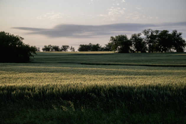 Late-afternoon light graces a field of wheat along County Road 329 on Tuesday, April 15, 2025.