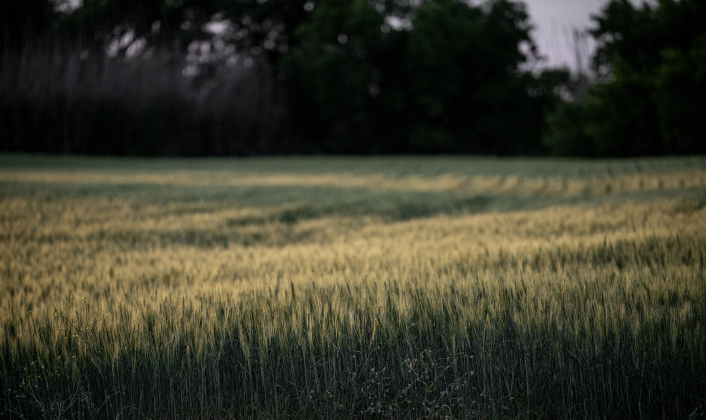 ate-afternoon light graces a field of wheat along County Road 329 on Tuesday, April 15, 2025.   Photo by Andy Sharp.  53