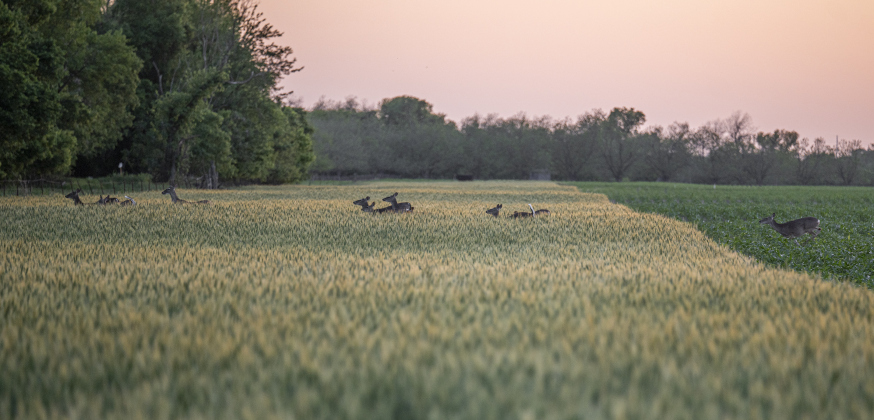 Deer make their way through fields of corn and wheat along County Road 348  on Sunday, April 13, 2025.   Photo by Andy Sharp.
