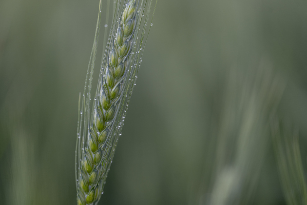 Late-afternoon light graces a field of wheat along County Road 329 on Tuesday, April 15, 2025.   Photo by Andy Sharp.