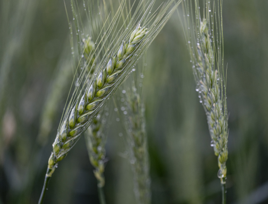 Overnight and early-morning rain adorns a field of thriving wheat along County Road 367 on Sunday morning, April 20, 2025. 