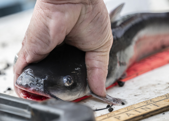 A catfish is measured for length after being caught  during the 22nd Annual Fishing Tournament held at Taylor’s SPJST Senior Living  on Thursday, April 24.