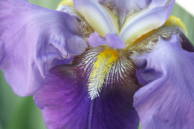“Purple Iris” by JoAnn Reite is on display at Mulligan’s Gallery.