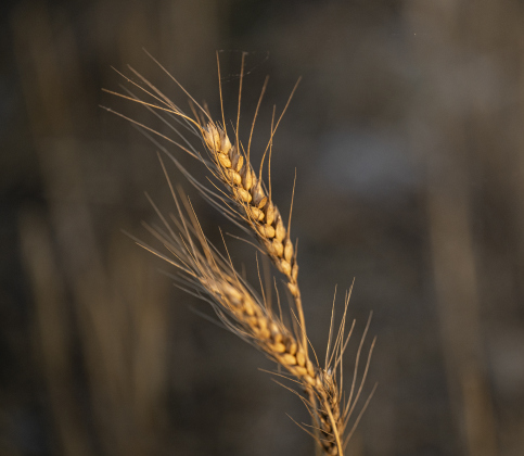 Stalks of wheat are ready for  Aaron Martinka's harvest  during wheat harvest on Tuesday, May 20, 2025.  Martinka and his helpers are harvesting 700 acres of wheat this season.   Photo by Andy Sharp.